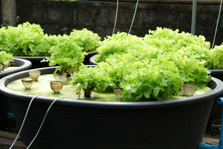 aquaponics-system